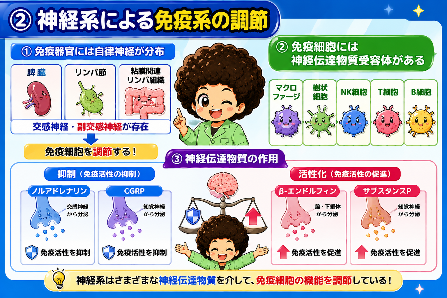 神経伝達物質による免疫の抑制／活性化の振り分け