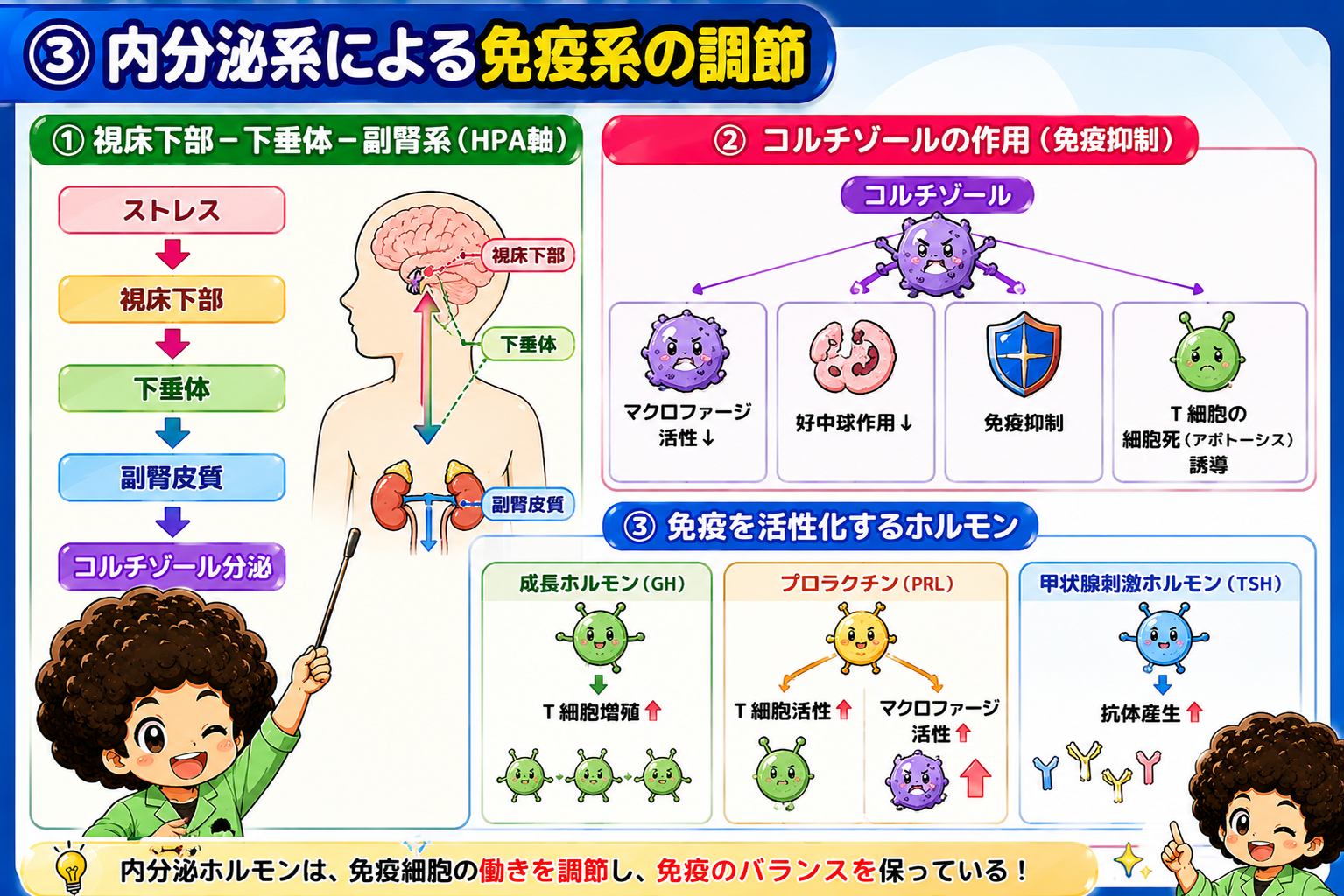 HPA軸とコルチゾール、免疫を活性化するホルモン