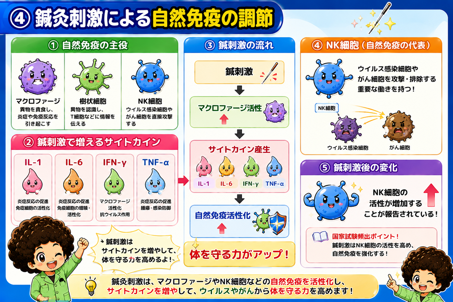 鍼刺激→マクロファージ活性→サイトカイン産生→自然免疫活性化