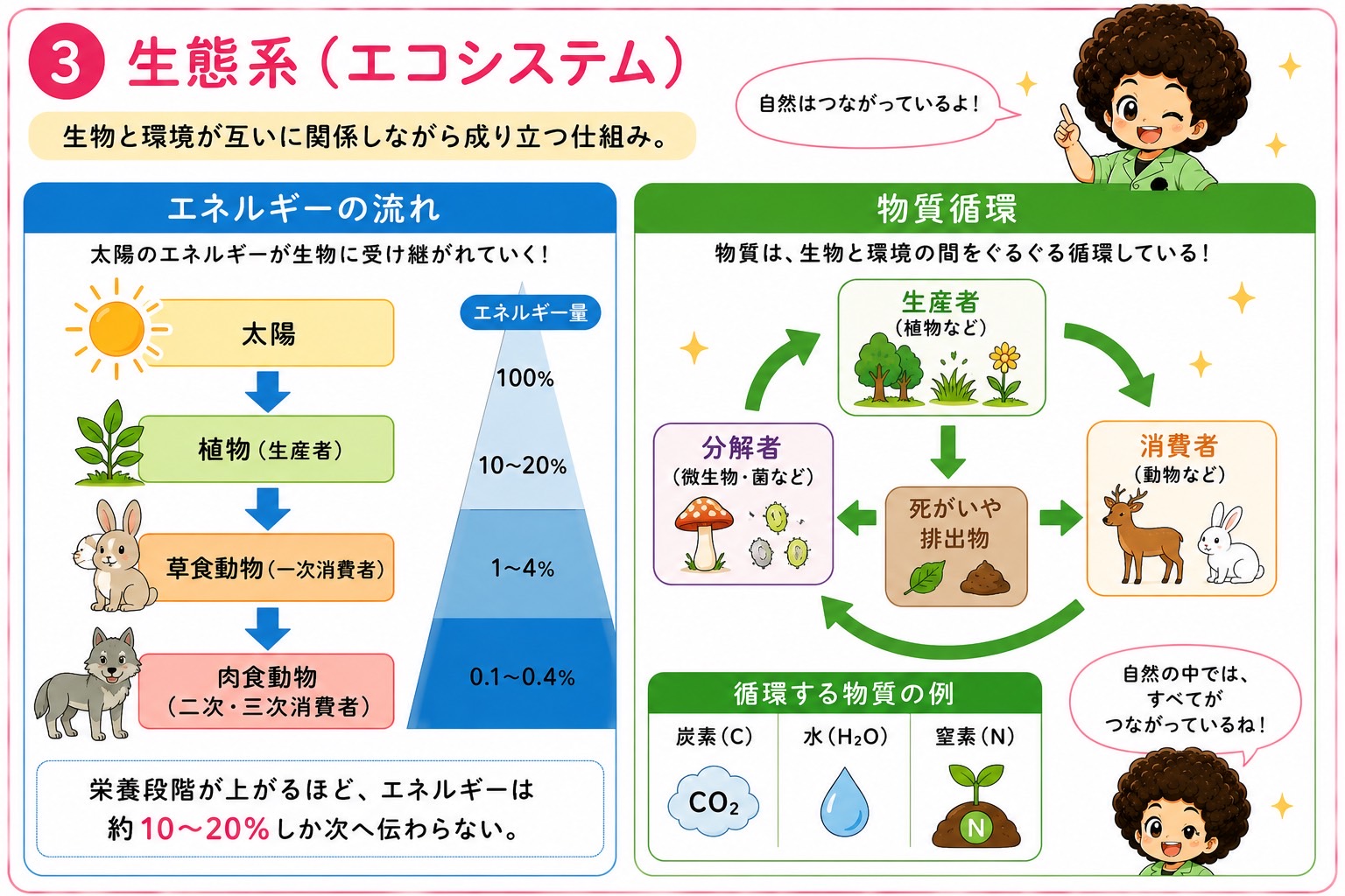 生態系のエネルギー流と物質循環（生産者・消費者・分解者）