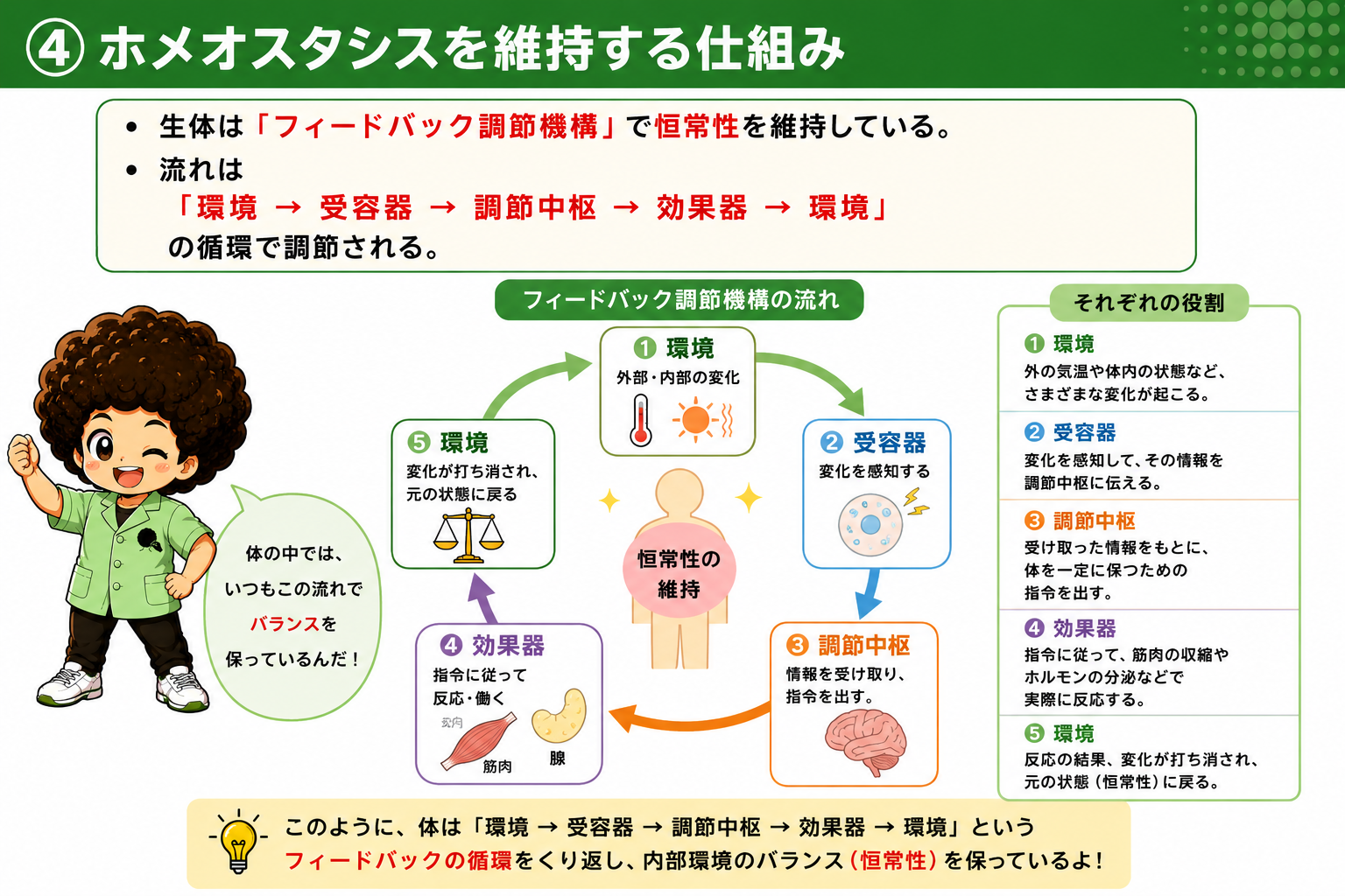 環境→受容器→調節中枢→効果器→環境というフィードバックの循環