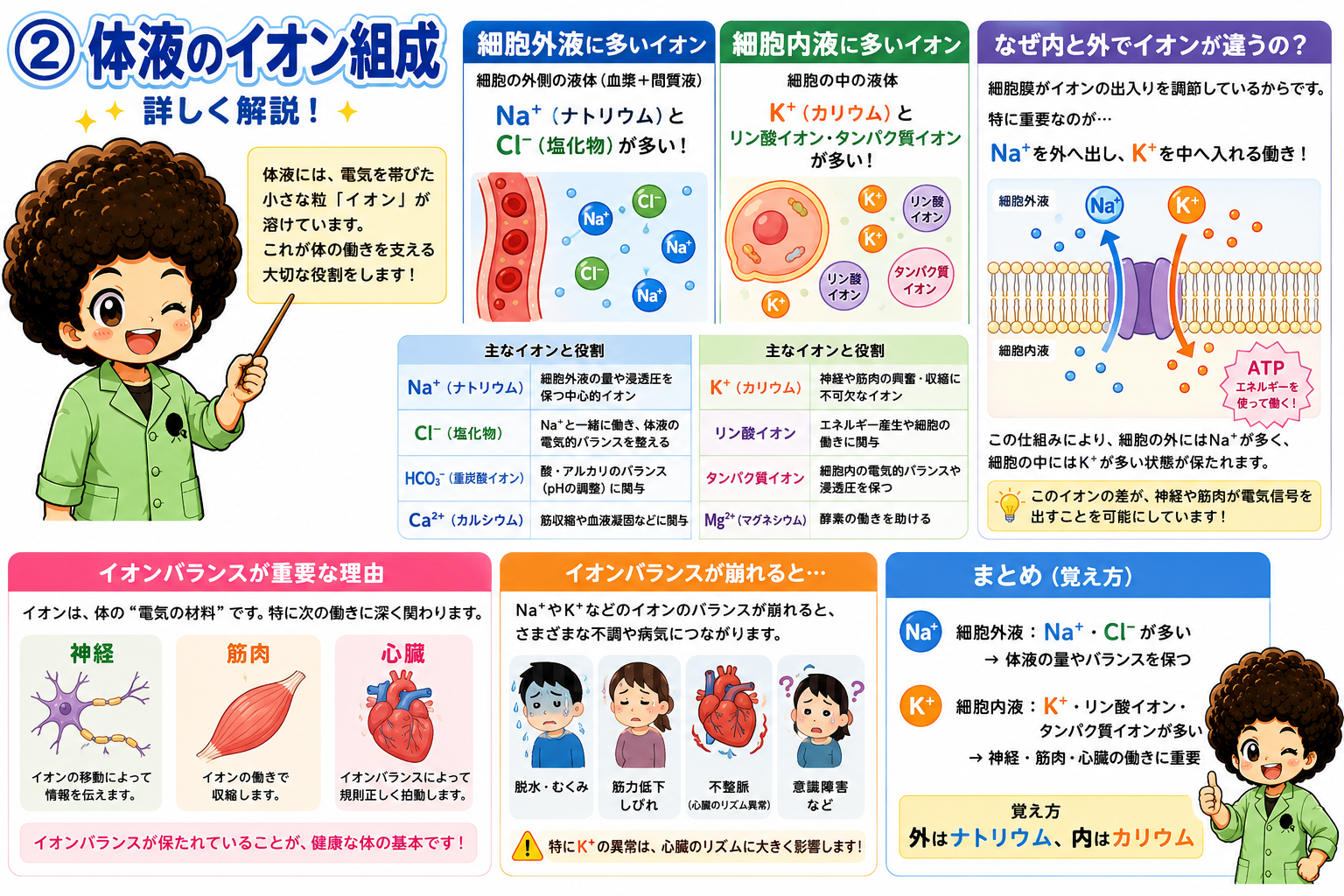 細胞外液と細胞内液のイオン組成の違い