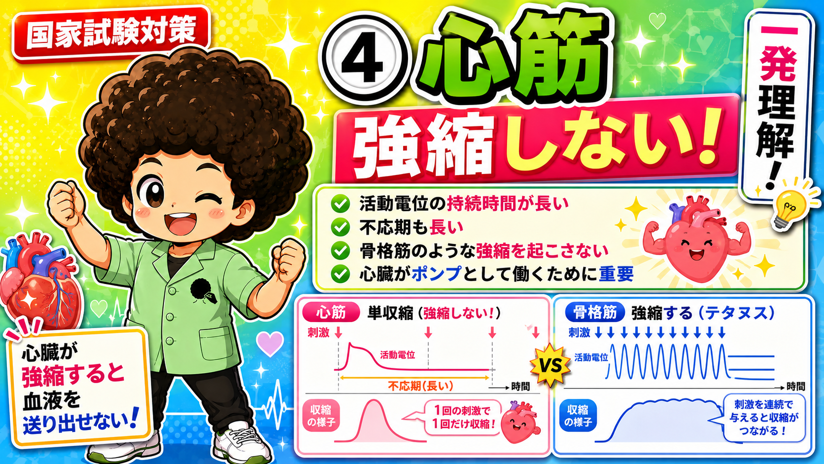 心筋＝単収縮（不応期が長く強縮しない）／骨格筋＝連続刺激で強縮（テタヌス）