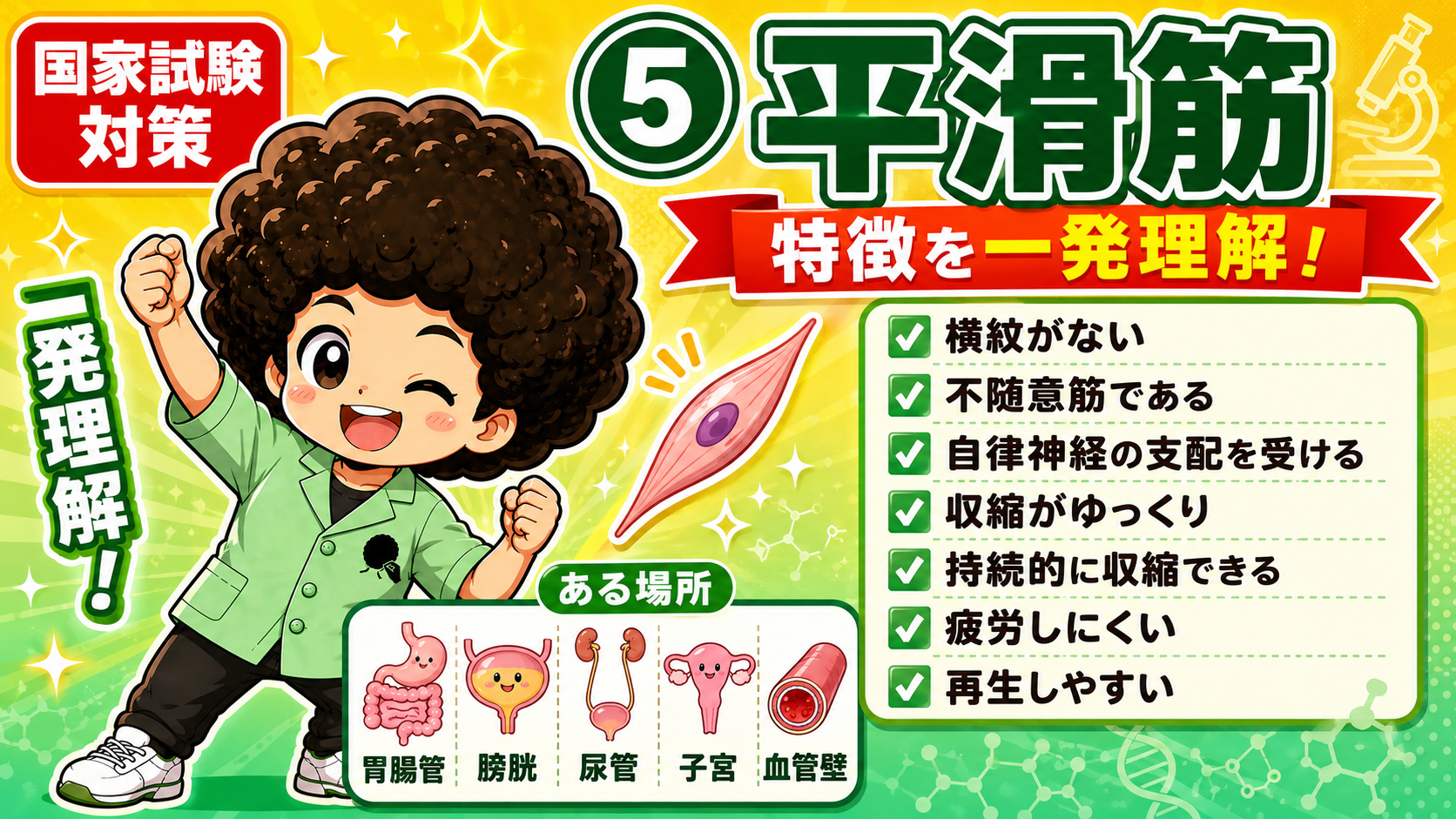 平滑筋は横紋なし・不随意筋・自律神経支配。胃腸管・膀胱・尿管・子宮・血管壁にある