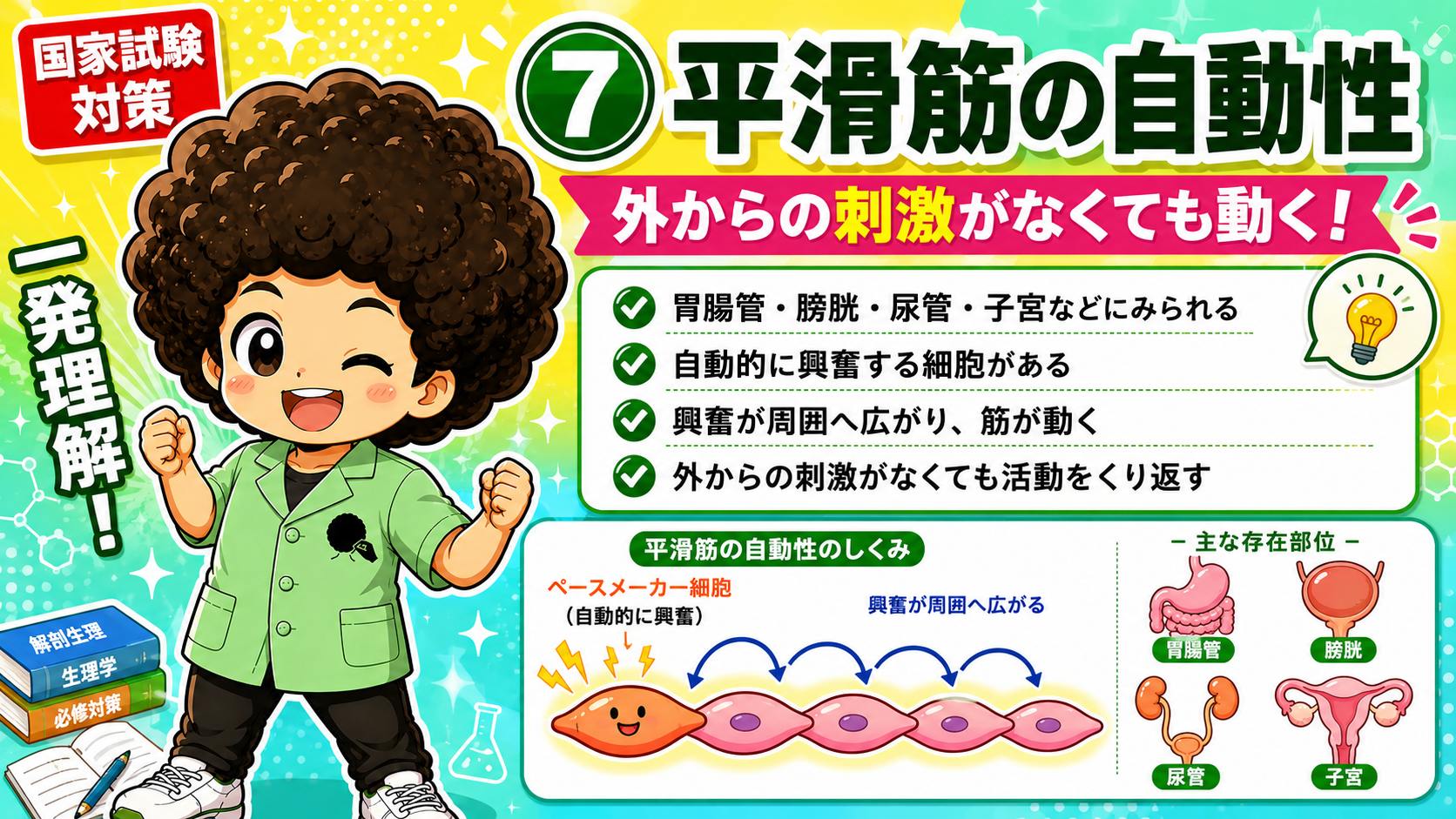 平滑筋のペースメーカー細胞が自動的に興奮し、周囲へ広がる