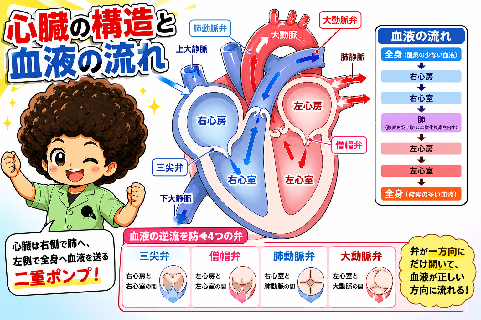 刺激伝導系の順序と伝導速度