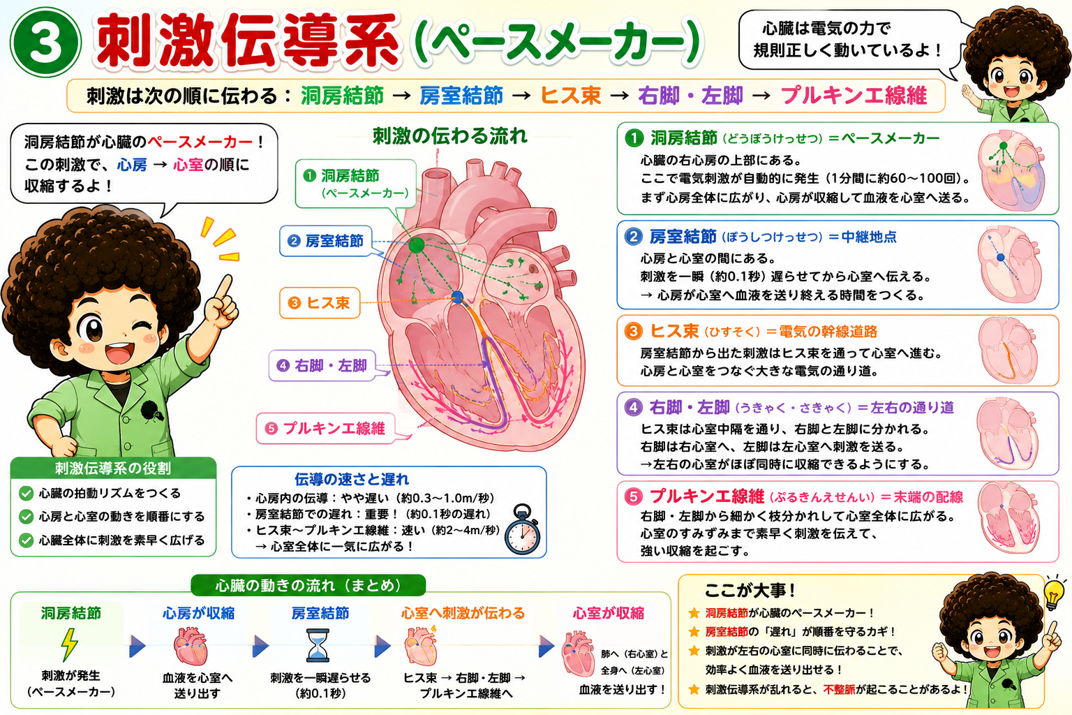 第Ⅰ・Ⅱ心音と心拍出量の計算