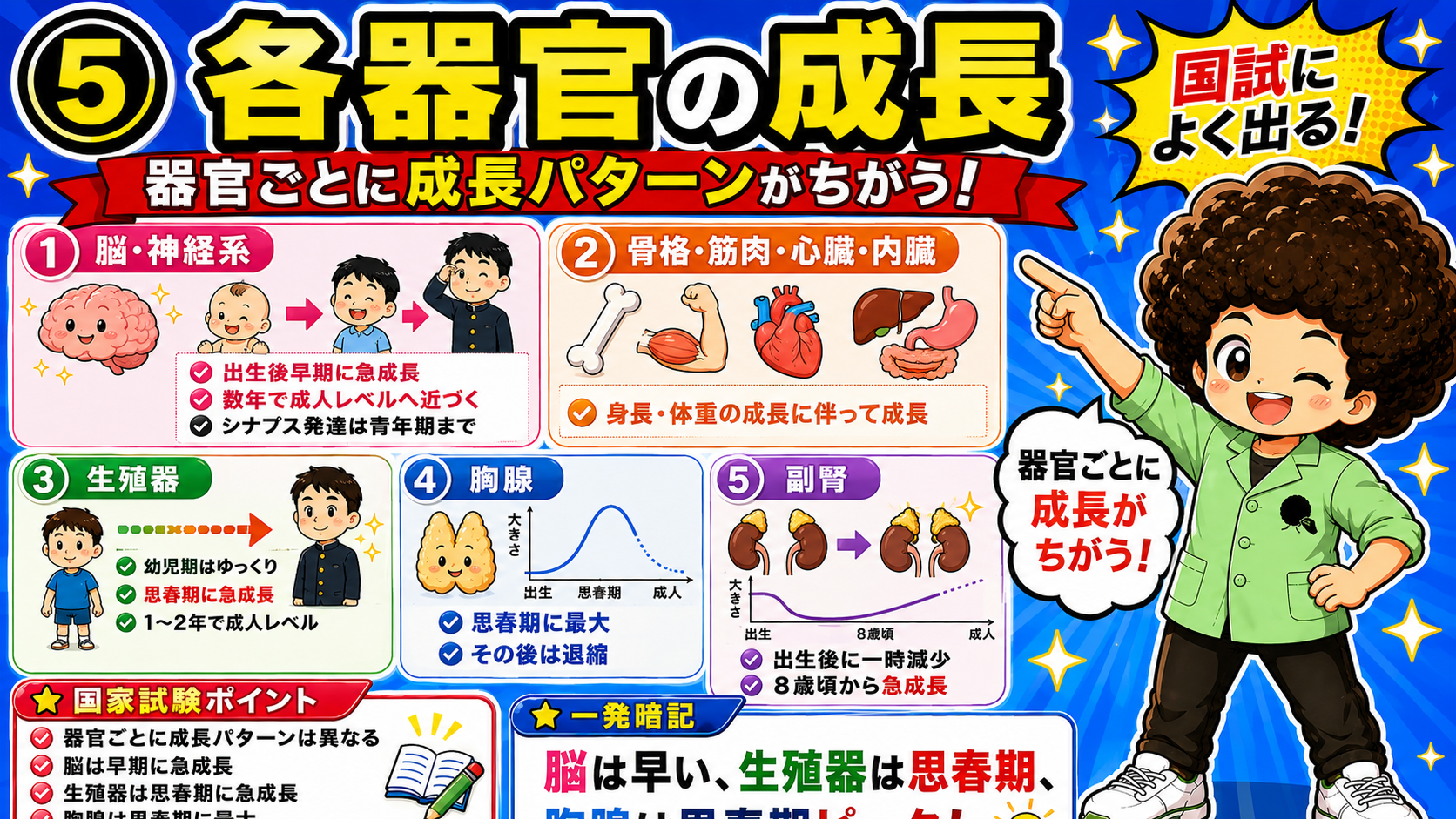 器官ごとに成長パターンが異なる