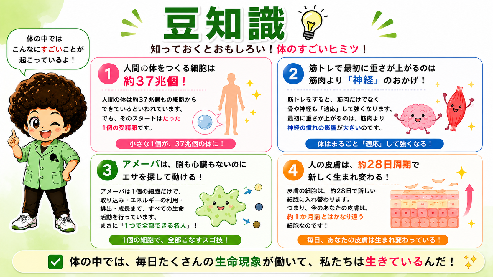 豆知識：約37兆個の細胞、皮膚は約28日周期で生まれ変わる