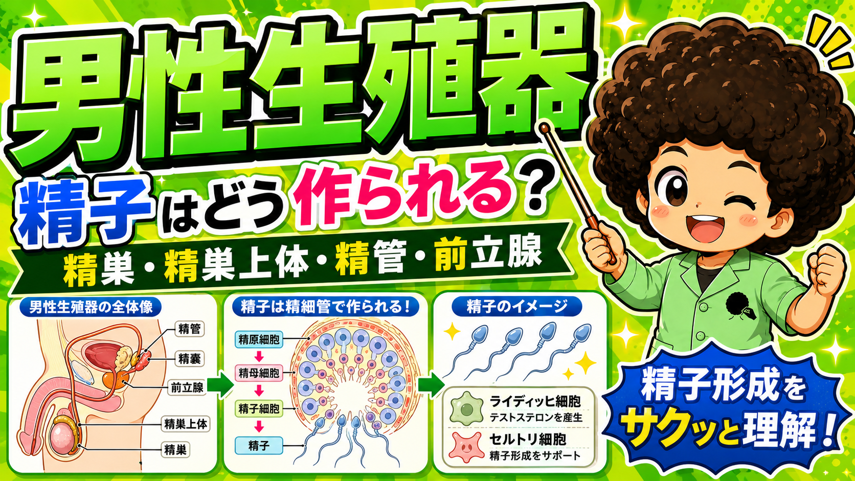 精子は精巣の精細管でつくられる（精原細胞→精母細胞→精子細胞→精子）