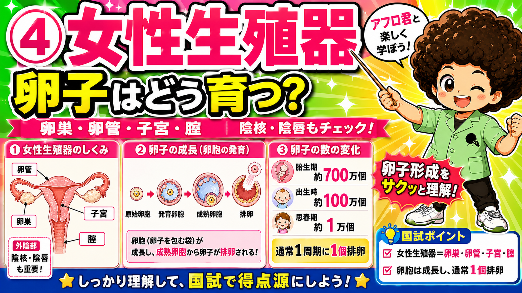 卵胞の発育と卵子の数の変化（胎生期700万→出生時100万→思春期1万）