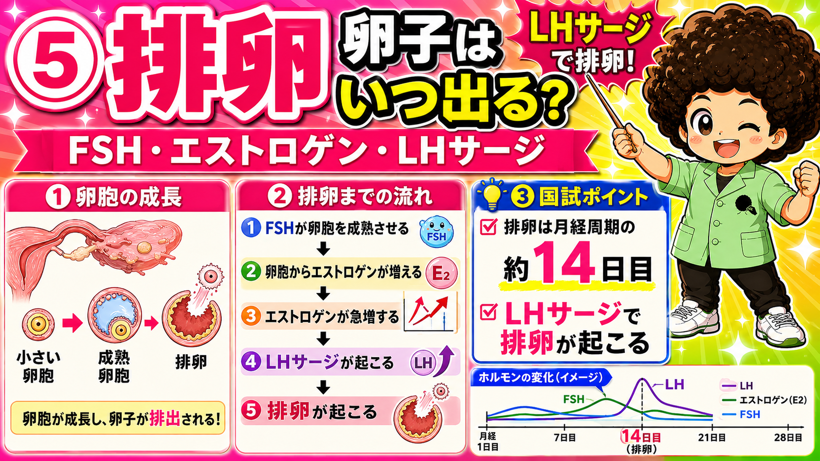 FSH→エストロゲン急増→LHサージ→排卵（約14日目）
