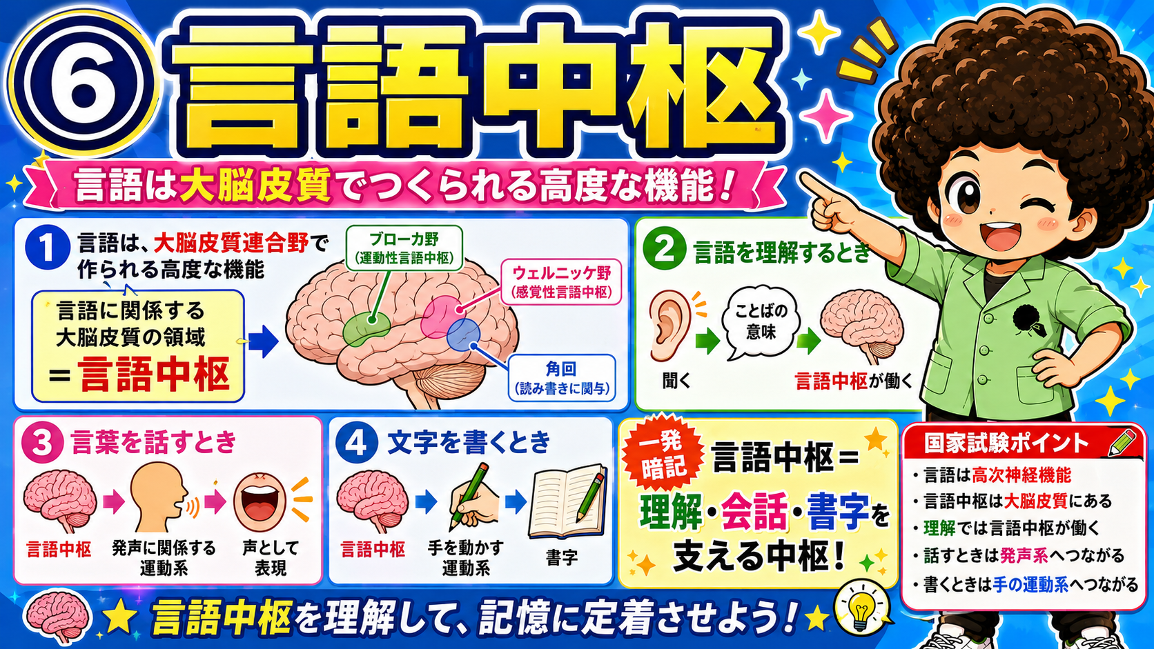 言語中枢は大脳皮質にあり、理解・会話・書字を支える
