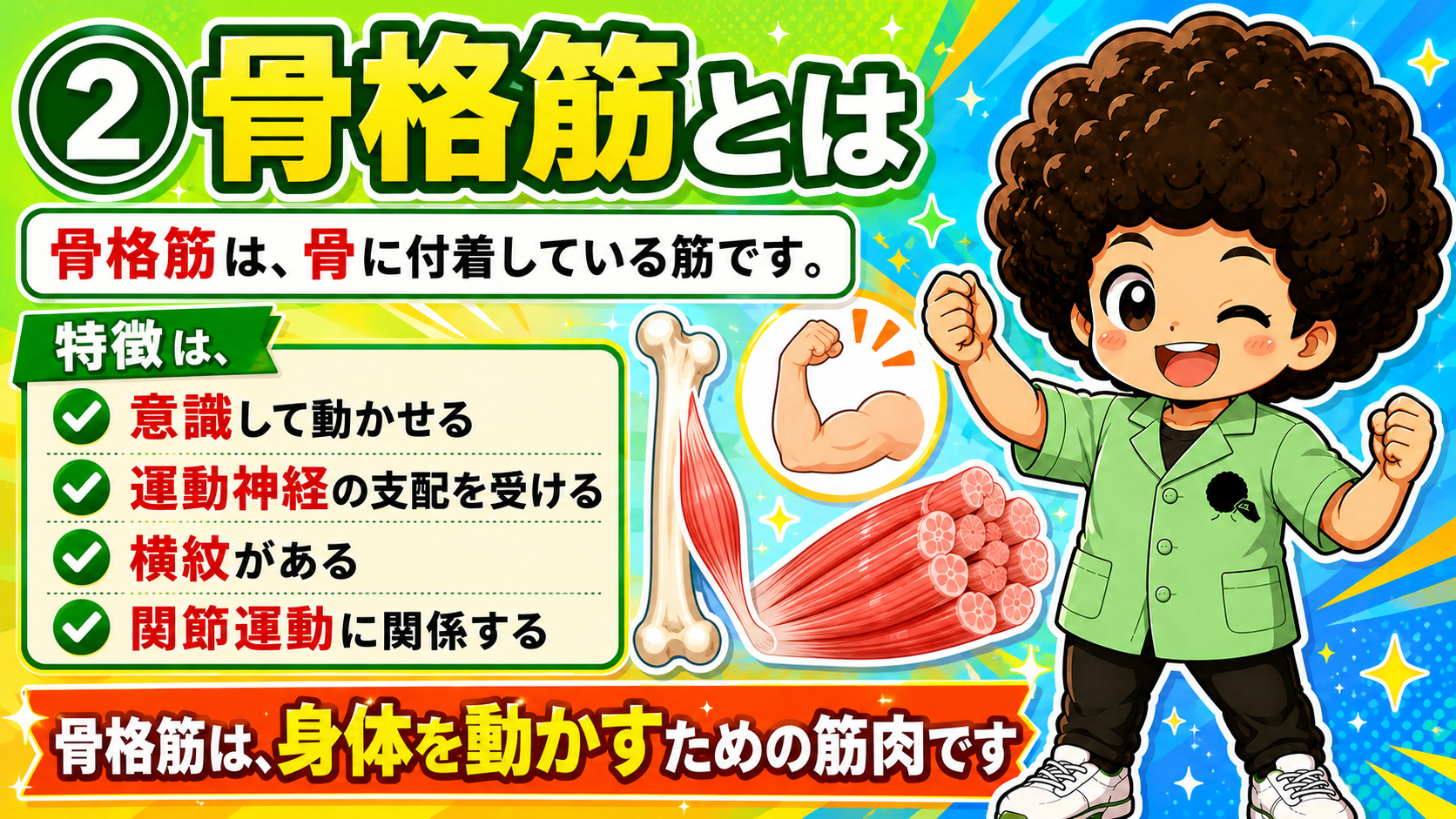 骨格筋は骨に付着し、意識して動かせる随意筋。運動神経支配で横紋がある