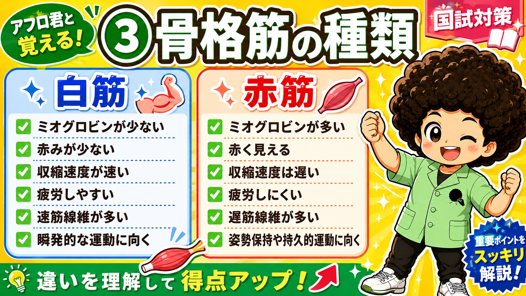 白筋＝速筋で疲れやすい、赤筋＝遅筋で疲れにくい