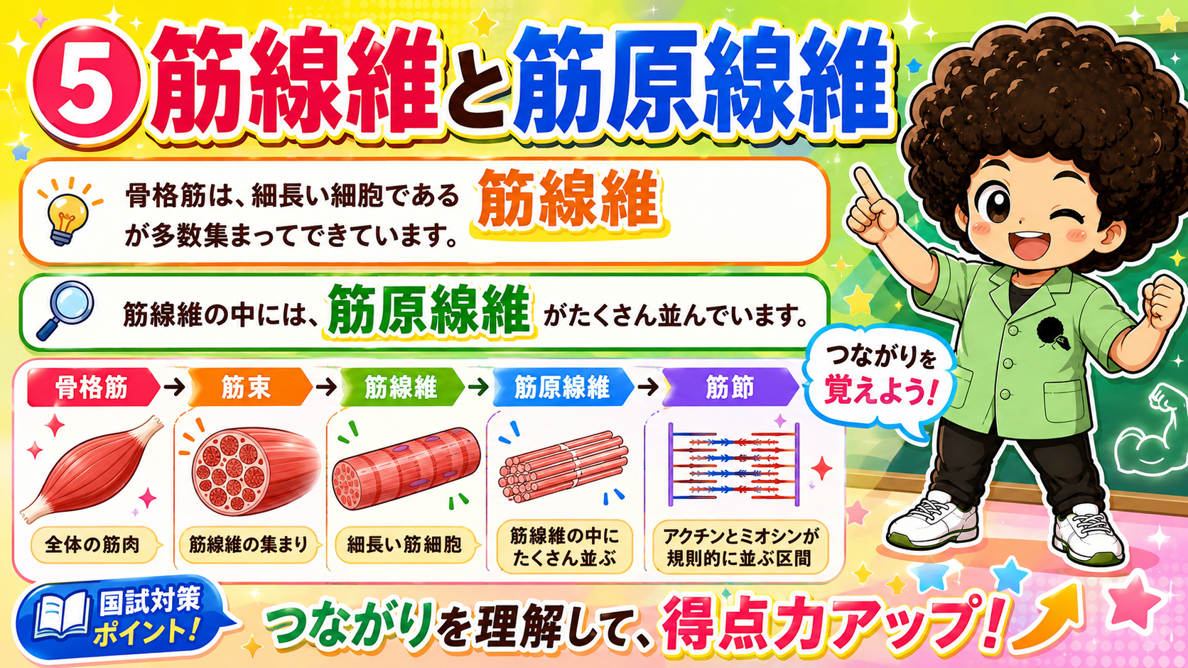 骨格筋→筋束→筋線維→筋原線維→筋節というつながりを覚える