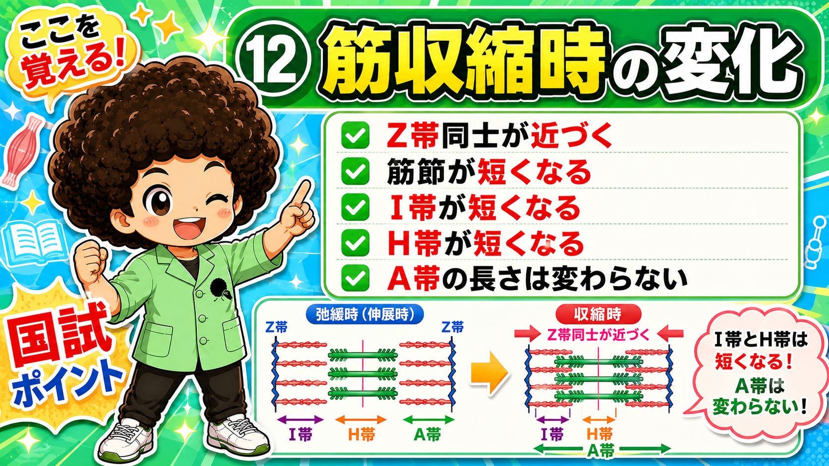 収縮時はI帯・H帯が短縮、A帯の長さは変わらない