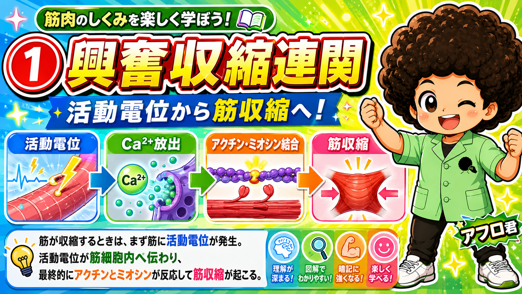 興奮収縮連関＝活動電位→Ca²⁺放出→アクチン・ミオシン結合→筋収縮