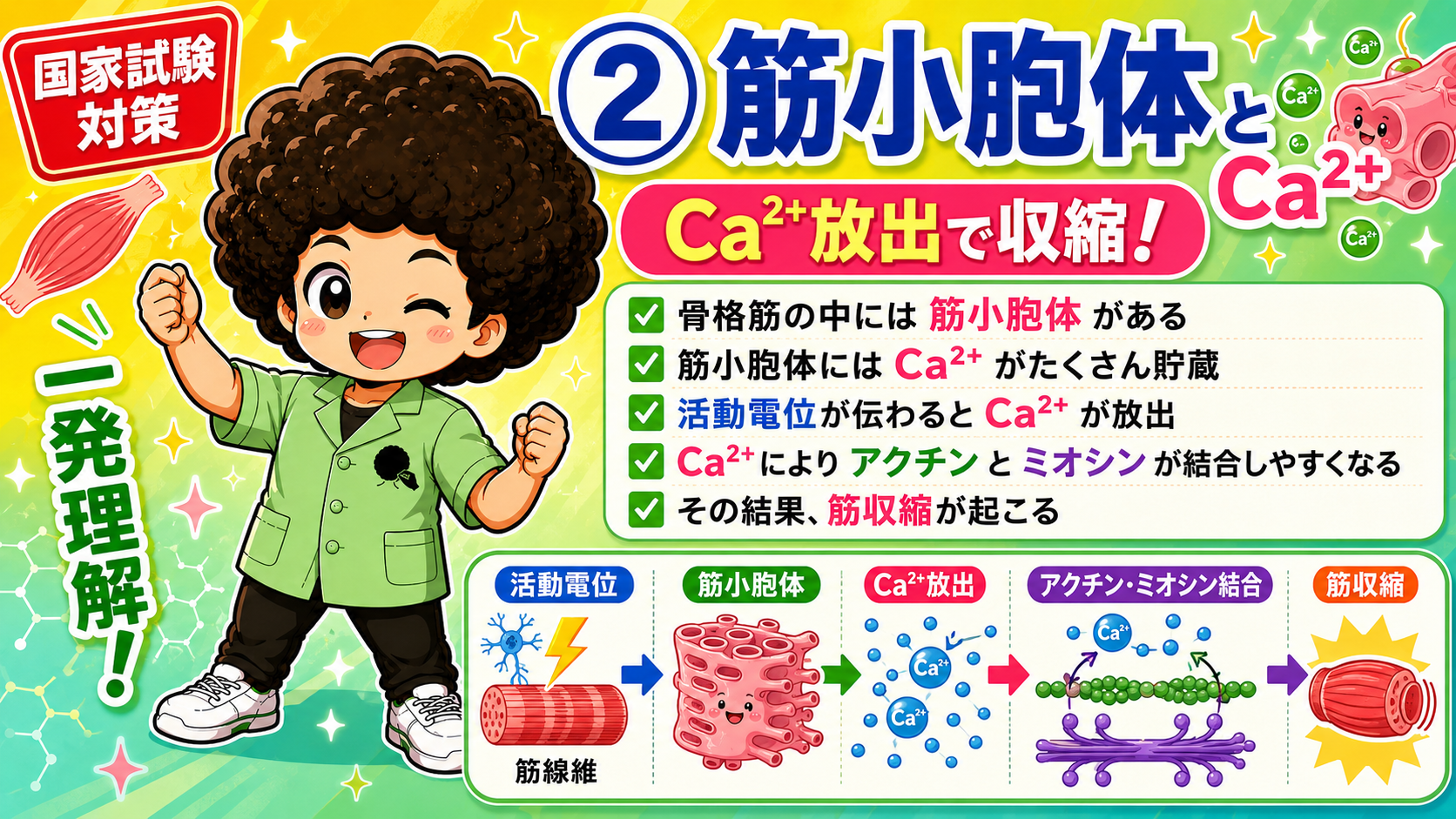 筋線維→筋小胞体→Ca²⁺放出→アクチン・ミオシン結合→筋収縮の流れ
