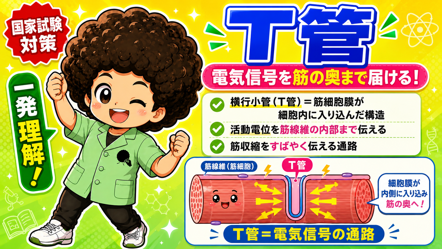 T管は細胞膜が内側に入り込み、電気信号を筋の奥へ届ける