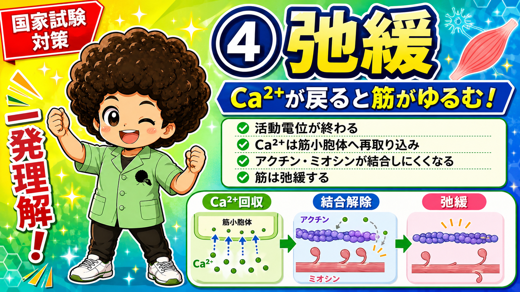 Ca²⁺回収→結合解除→弛緩