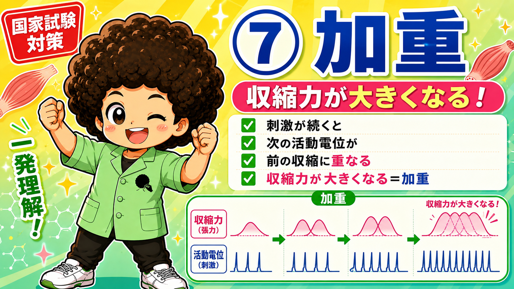 単収縮→不完全強縮→完全強縮。刺激頻度が上がるほど融合する