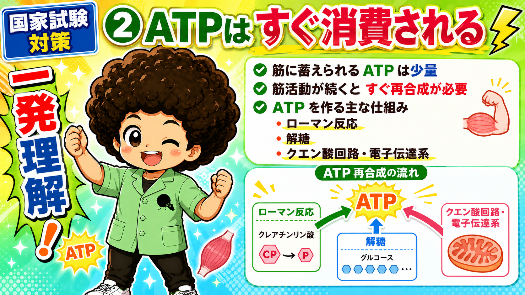 ATP再合成の流れ：ローマン反応・解糖・クエン酸回路／電子伝達系