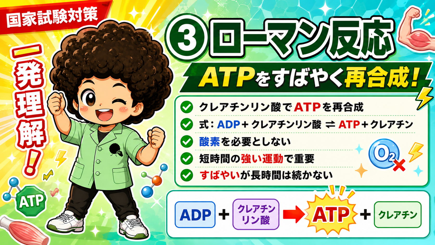 ローマン反応：ADP＋クレアチンリン酸 ⇌ ATP＋クレアチン