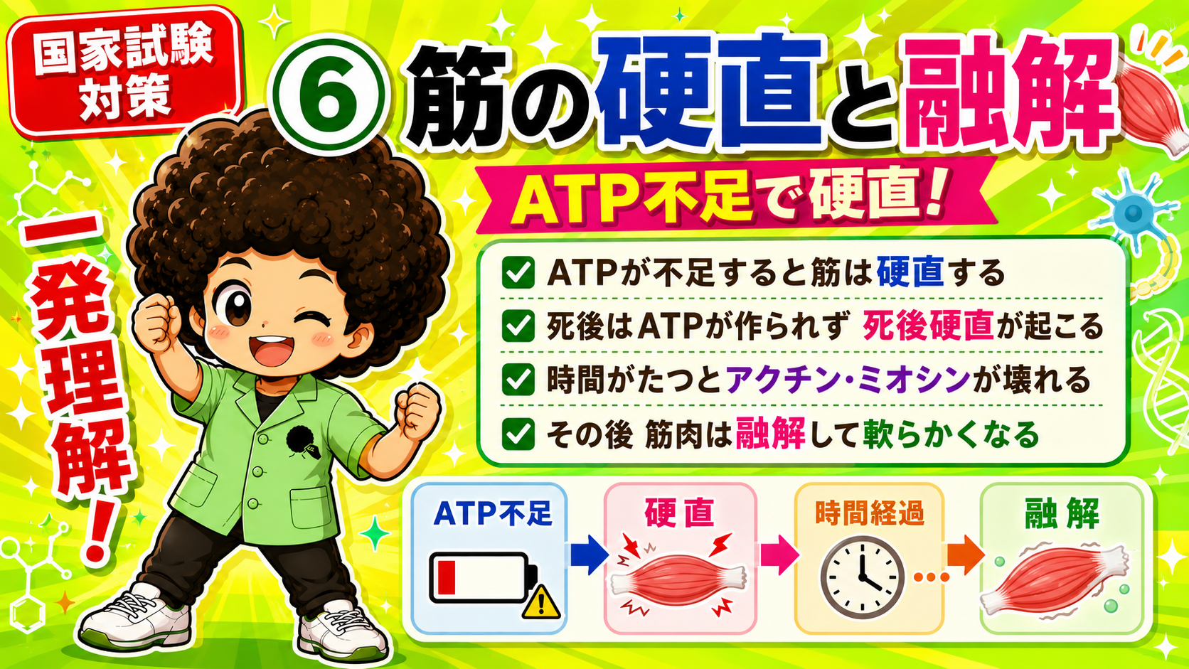 ATP不足→硬直→時間経過→融解の流れ