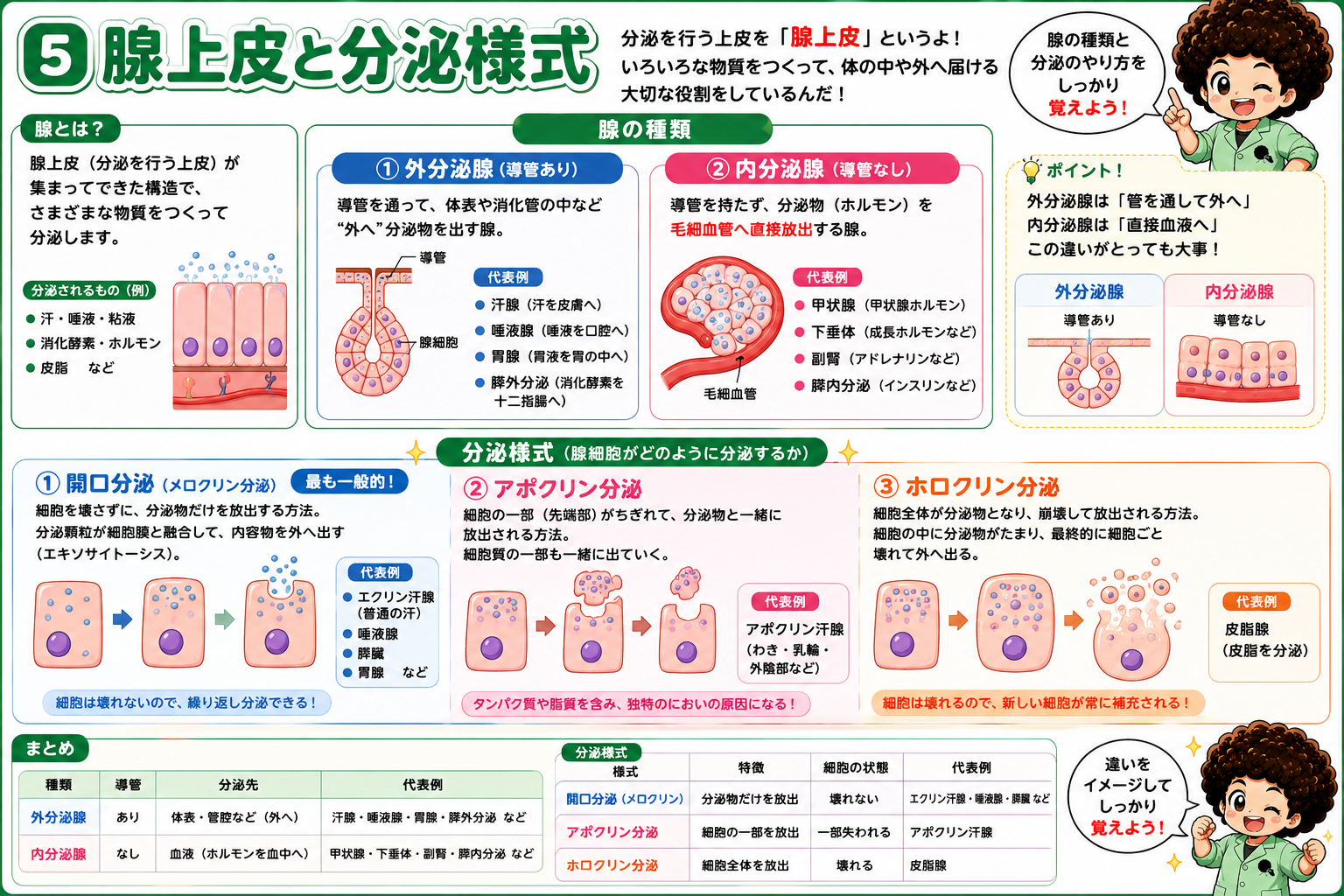 細胞の形（扁平・立方・円柱）と重なり方（単層・重層・多列・移行）による上皮の分類