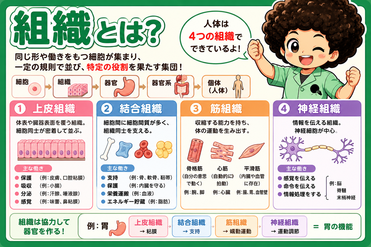 外分泌腺と内分泌腺の違い、開口・アポクリン・ホロクリン分泌
