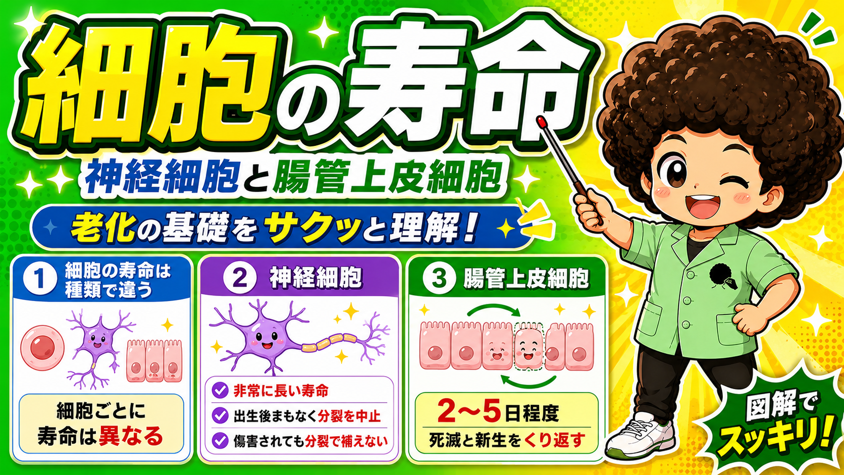 細胞の寿命は種類で違う（神経細胞と腸管上皮細胞）