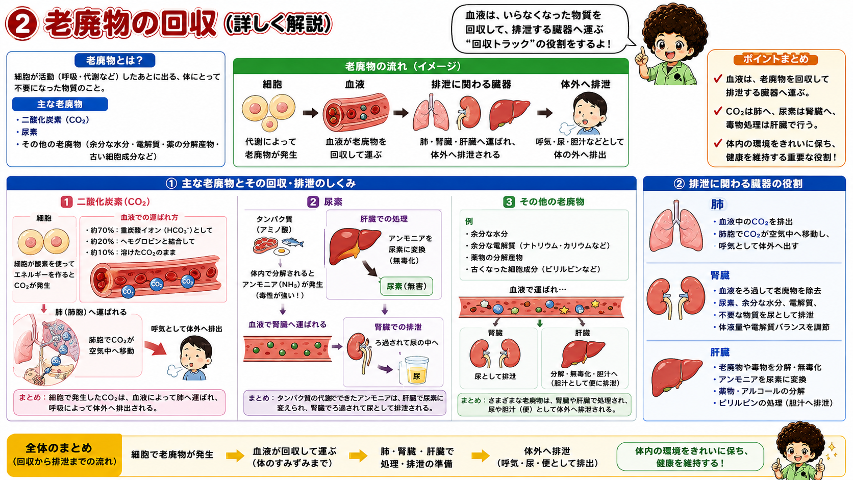 老廃物の回収と肺・腎臓・肝臓の役割