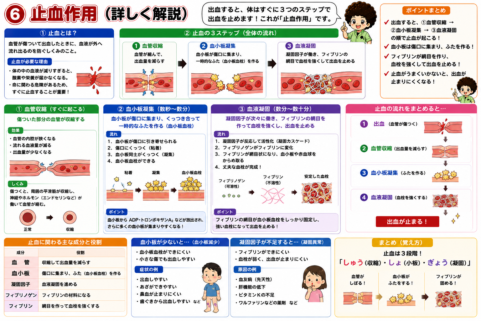 止血の3ステップと関わる成分