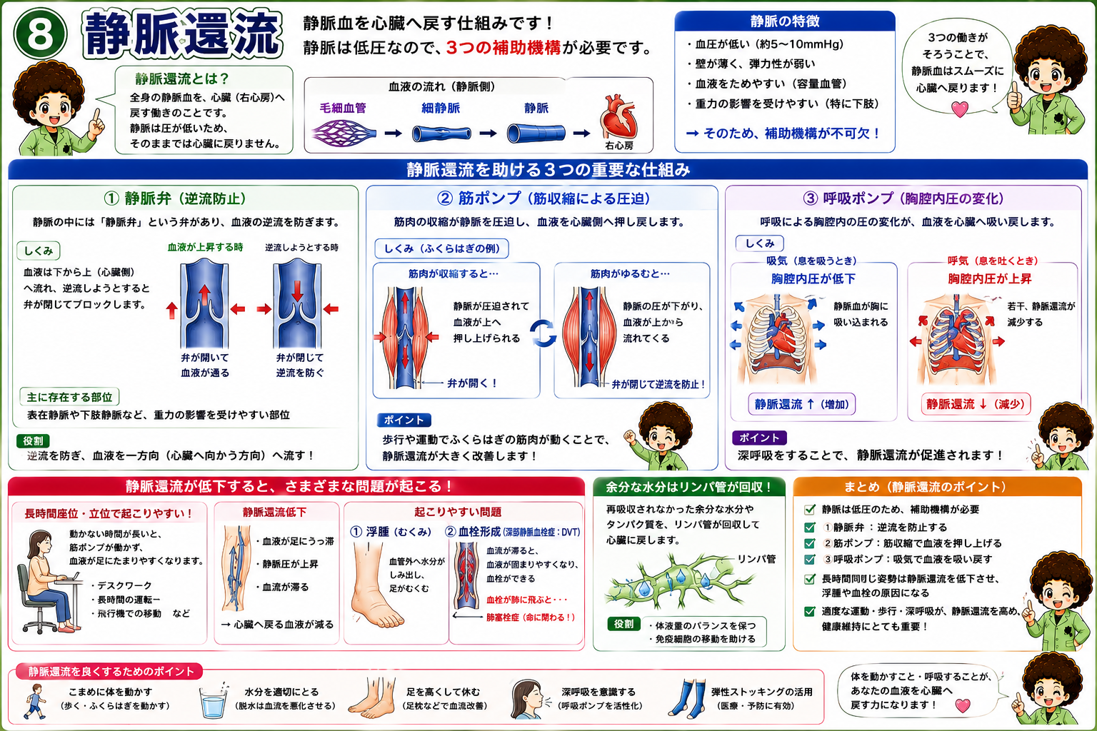 血液循環｜血液循環 1