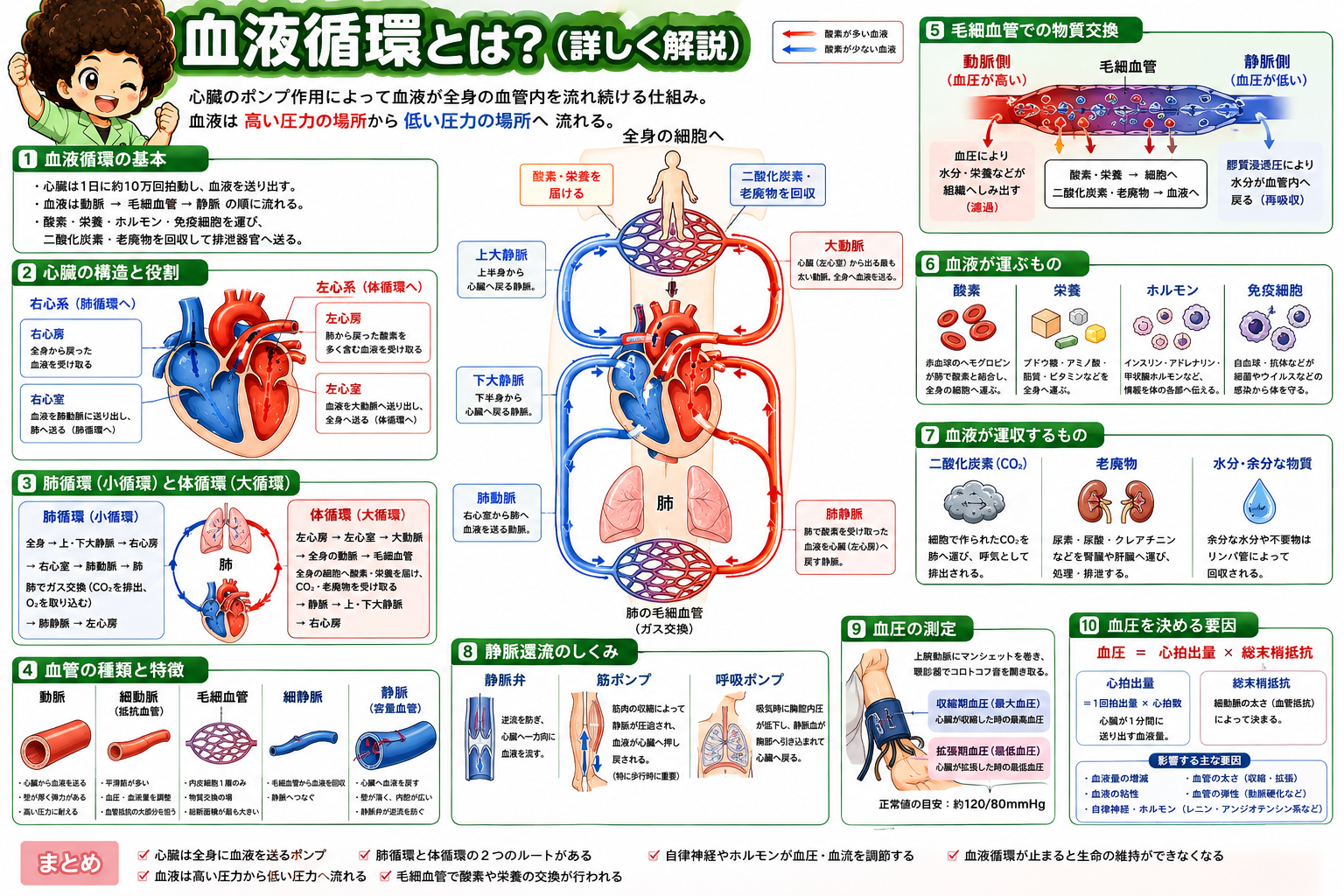 血管の5分類と構造・役割の比較
