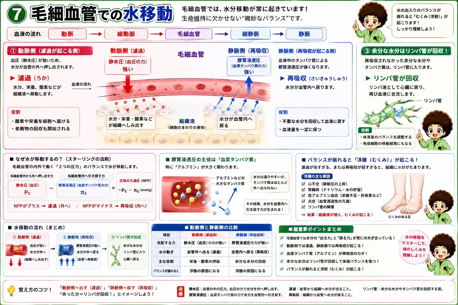 動脈側で濾過、静脈側で再吸収。余剰はリンパ管が回収