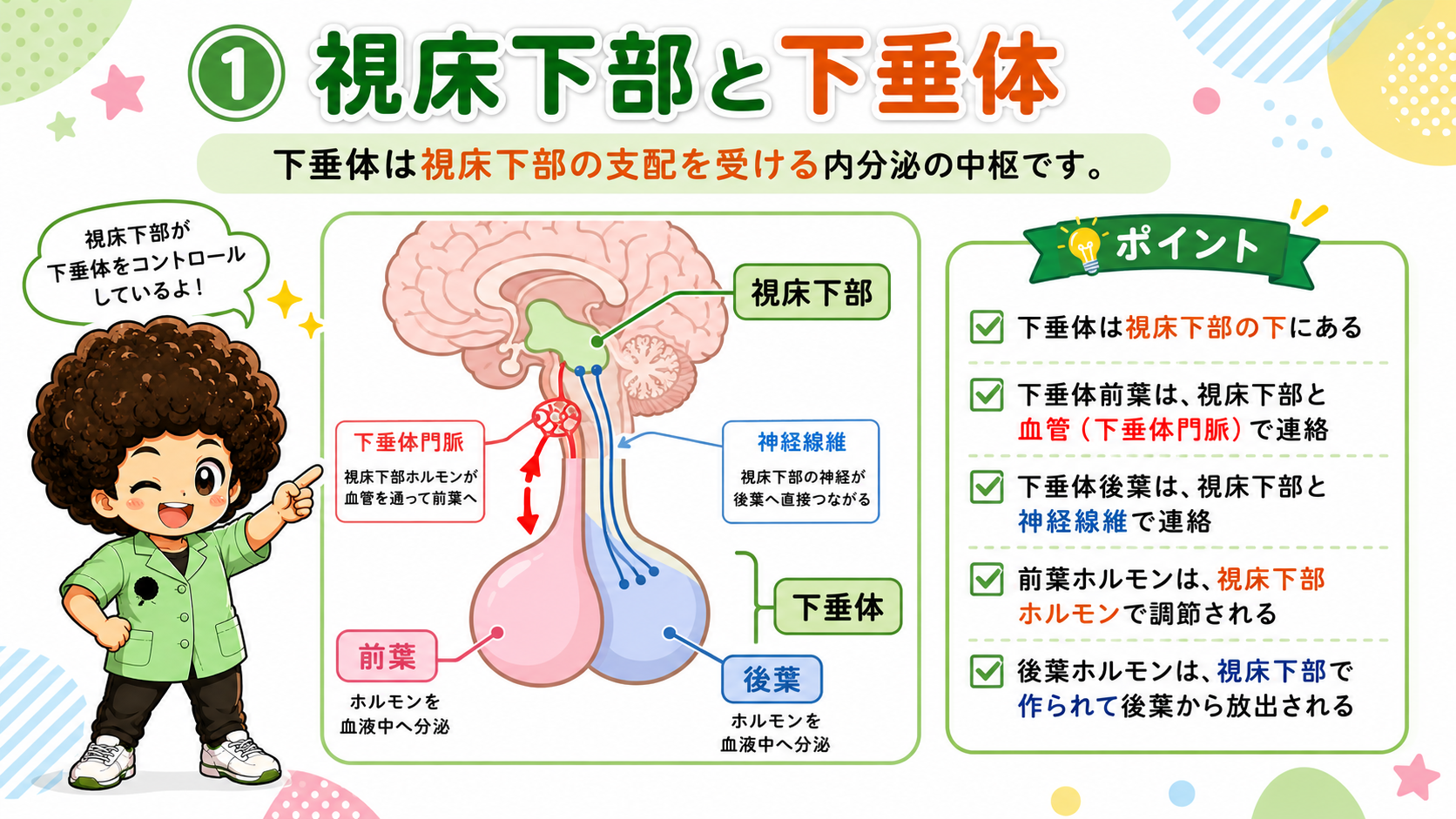 ホルモンと内分泌腺｜ホルモンと内分泌腺 1