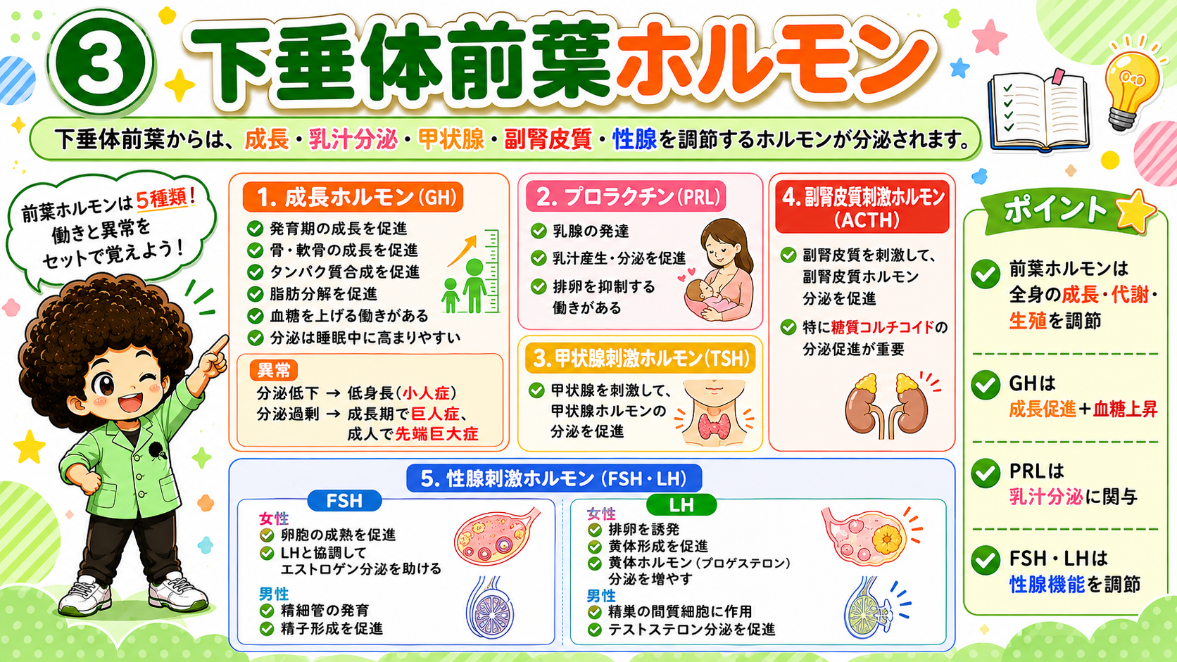 下垂体前葉ホルモンは5種類。働きと異常をセットで覚える