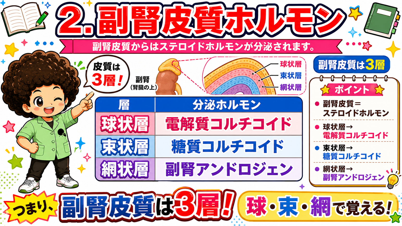 副腎皮質は3層。球状層＝電解質コルチコイド、束状層＝糖質コルチコイド、網状層＝副腎アンドロジェン
