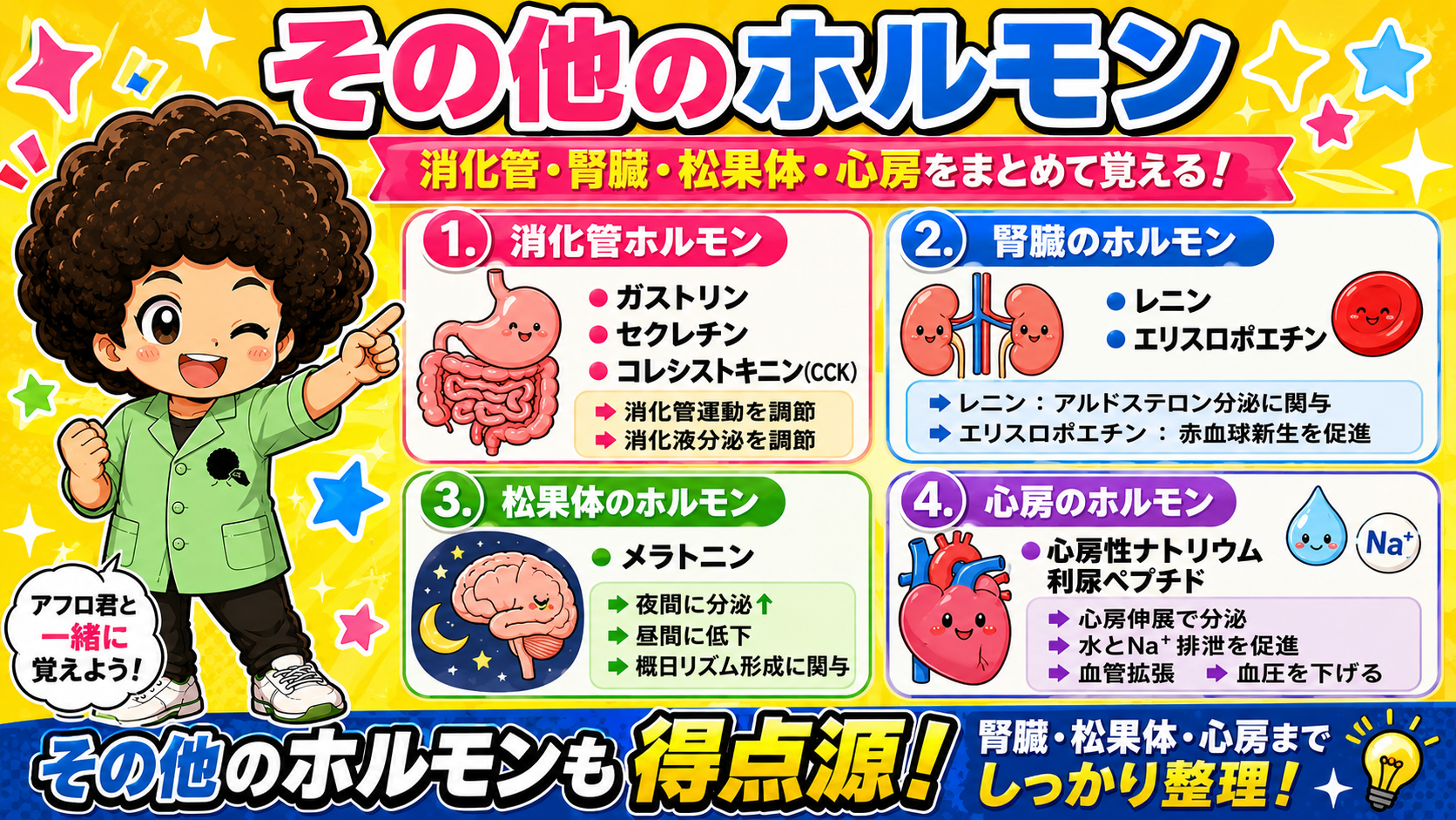 消化管・腎臓・松果体・心房のホルモンも得点源