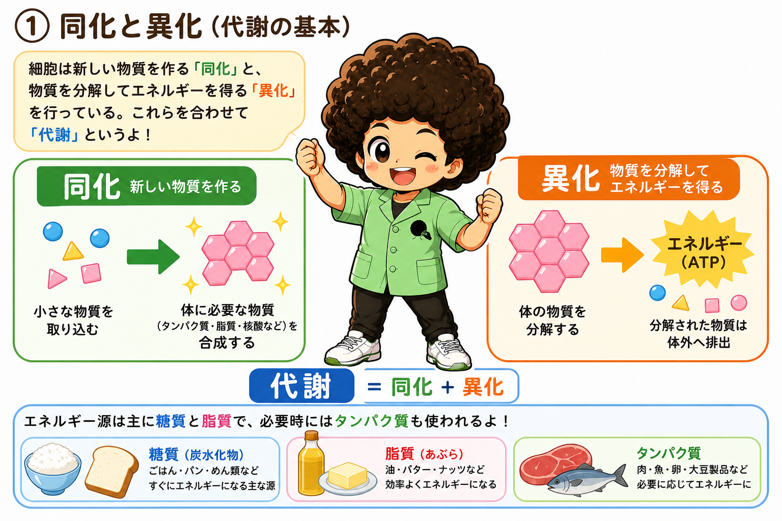 代謝の基礎（解糖系・同化・無機質・ホルモン調節）｜代謝の基礎（解糖系・同化・無機質・ホルモン調節） 1
