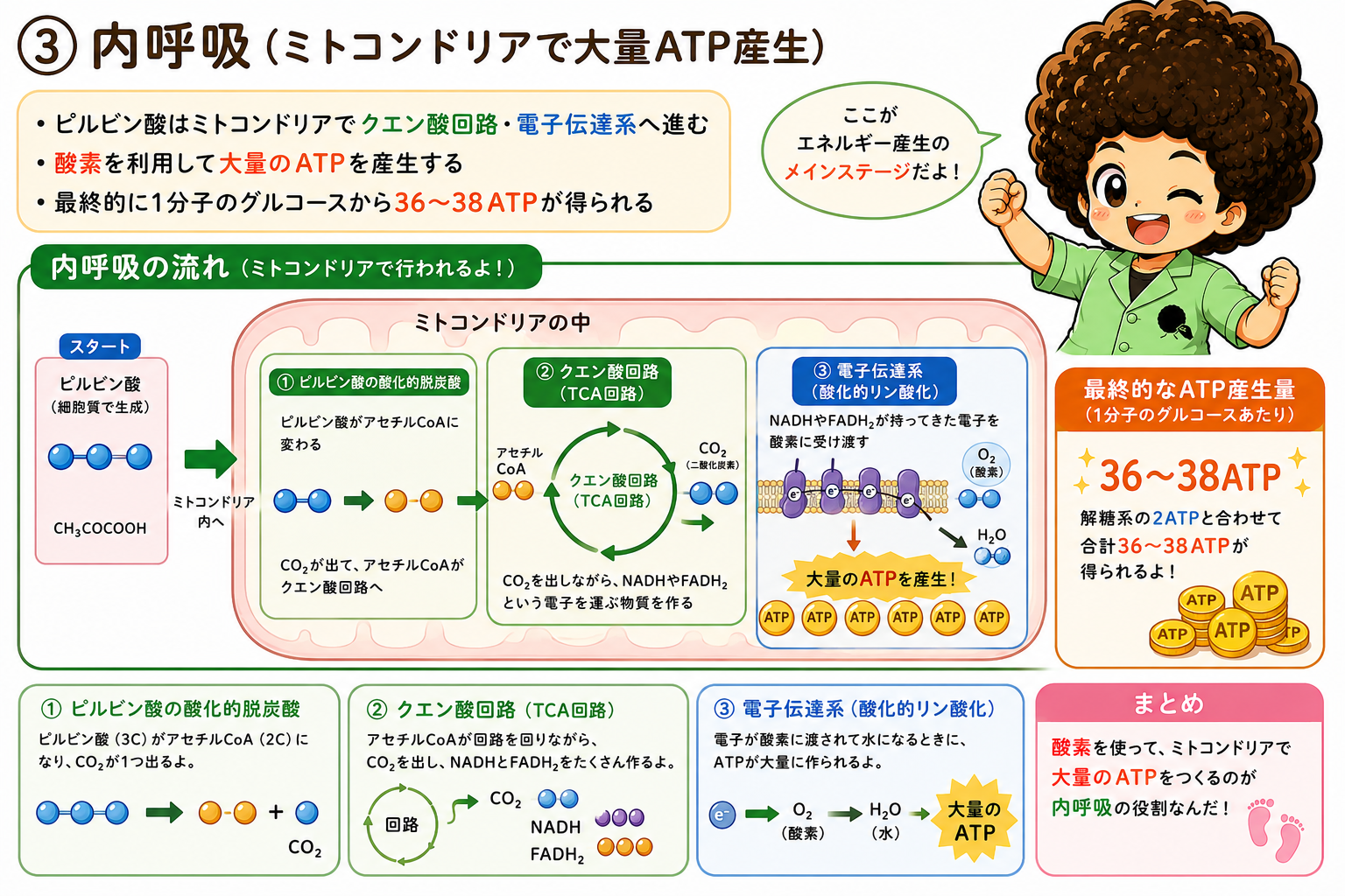 内呼吸ではピルビン酸がクエン酸回路・電子伝達系へ進み、酸素を使って大量のATPを産生。合計36〜38ATP。
