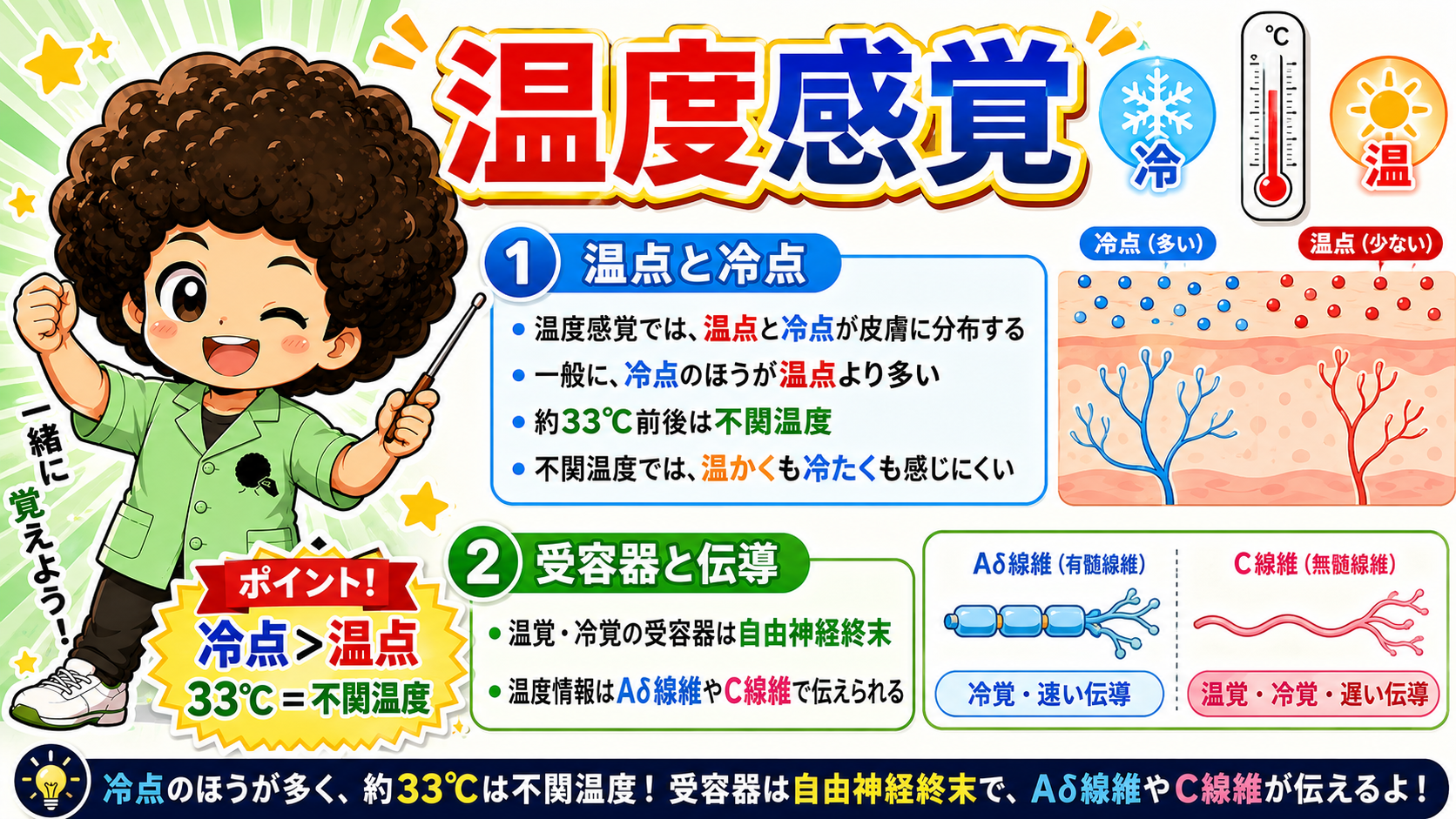 冷点＞温点。約33℃＝不関温度。受容器は自由神経終末でAδ線維・C線維が伝える