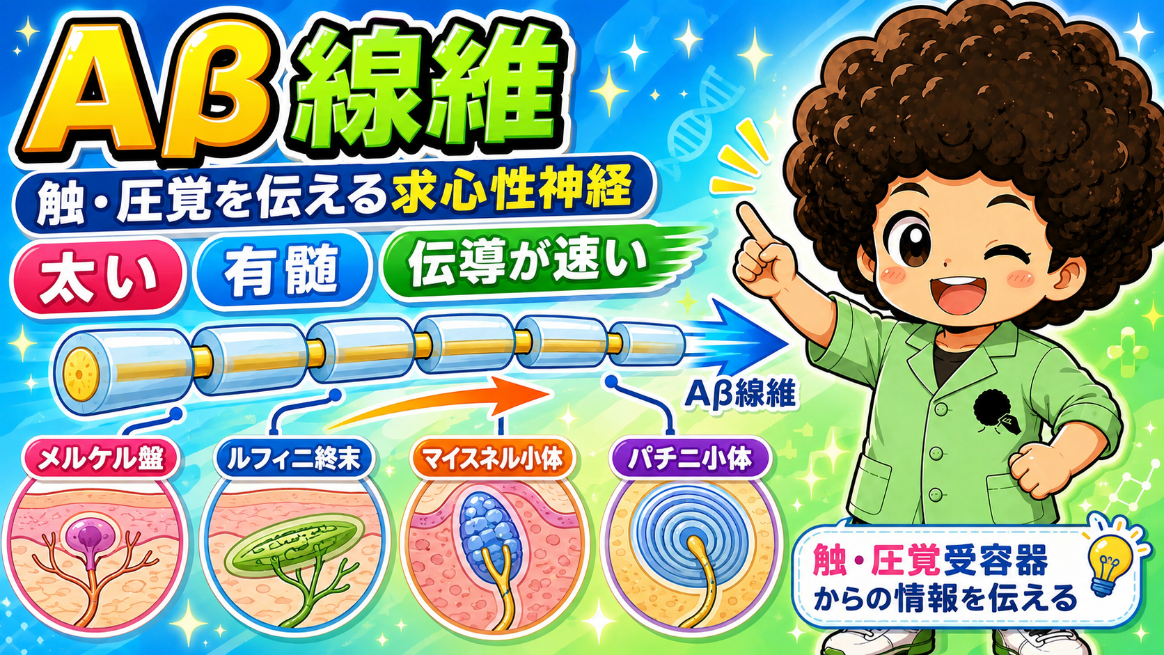 Aβ線維は太い有髄線維で伝導が速い。触・圧覚受容器からの情報を伝える