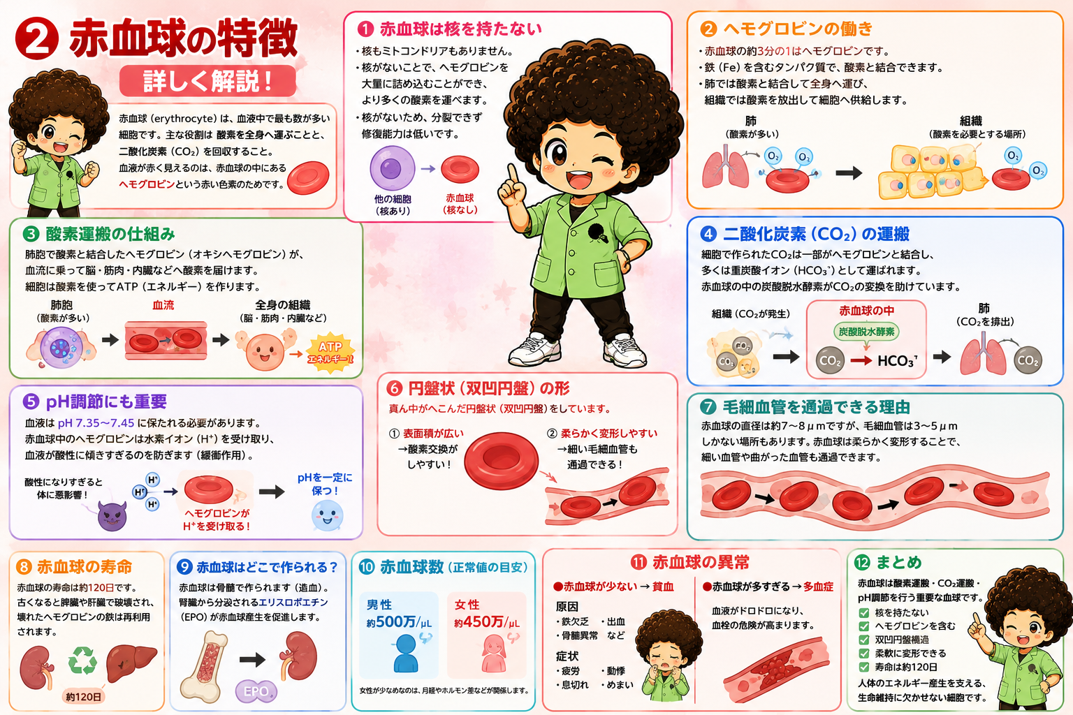 赤血球の分化・寿命約120日・造血に必要な因子