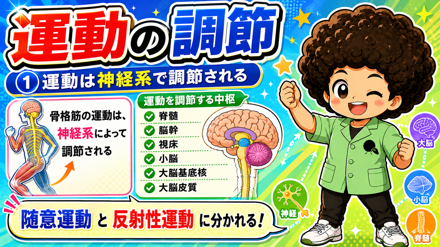 運動の調節｜運動の調節 1