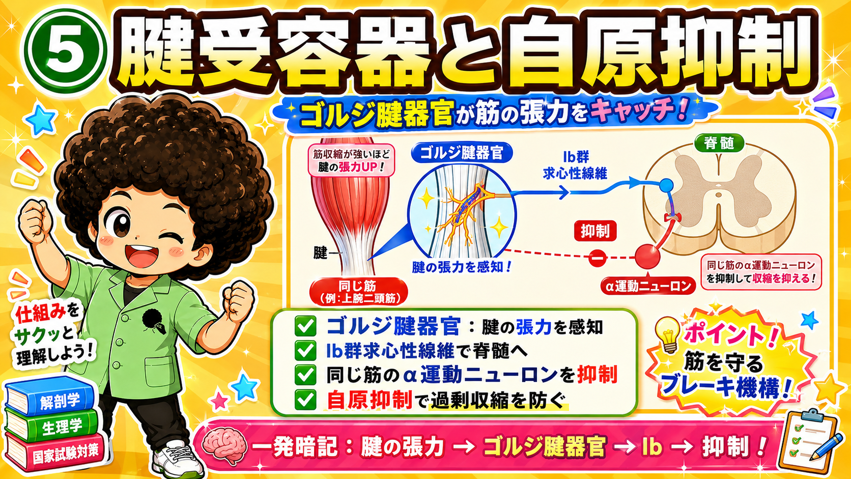 ゴルジ腱器官とIb群による自原抑制