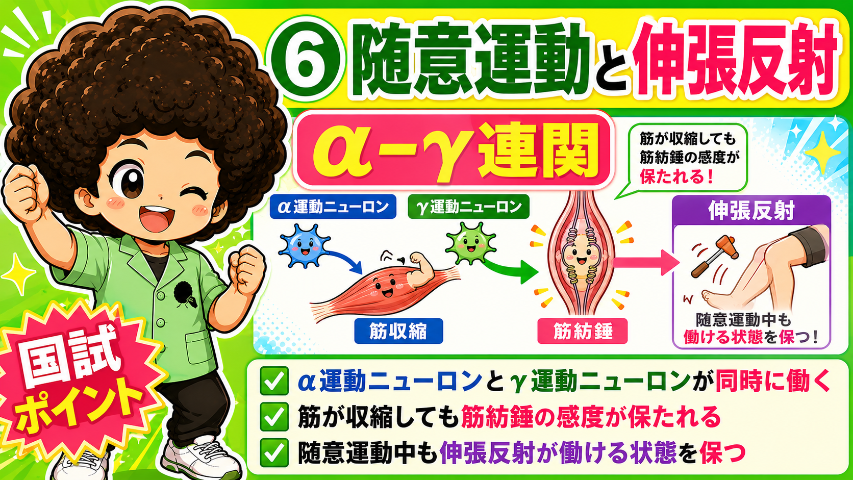 α-γ連関：随意運動中も筋紡錘の感度を保つ