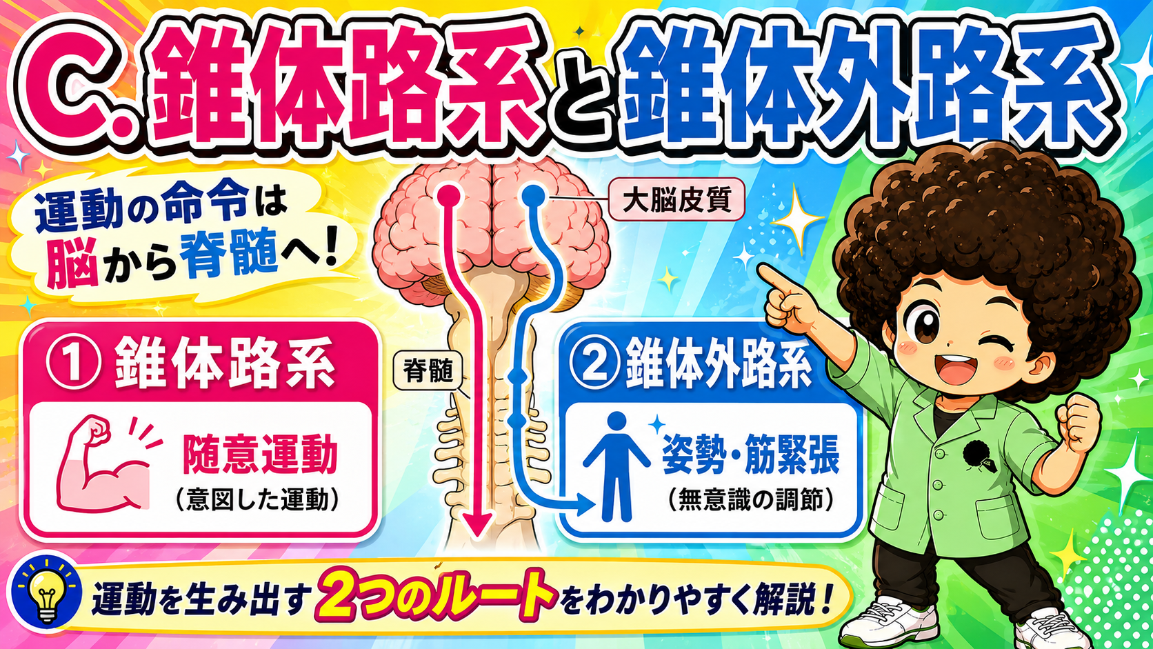 錐体路系と錐体外路系｜錐体路系と錐体外路系 1